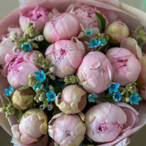 15 Peony & Oxypetalum Celebration - Top Calgary Florist